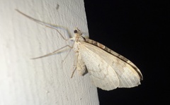 Larentiinae