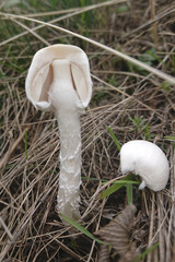 Amanita virosa