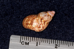 Phasianella solida