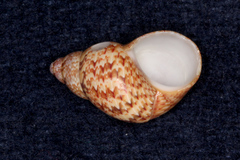 Phasianella solida