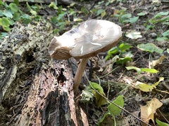 Pluteus