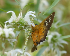 Apyrrothrix araxes