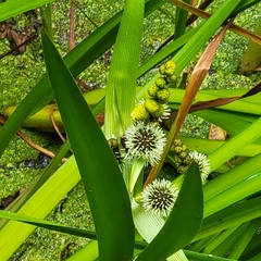 Sparganium erectum