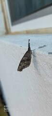 Libytheana carinenta mexicana