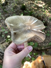 Pluteus