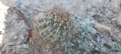Ancistrocactus brevihamatus brevihamatus