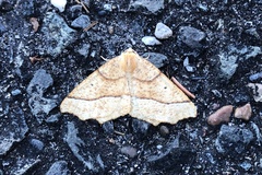 Tetracis jubararia