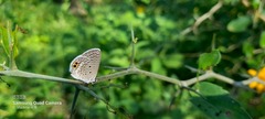 Hemiargus ceraunus astenidas