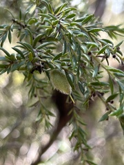 Persoonia hirsuta