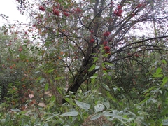 Sorbus aucuparia