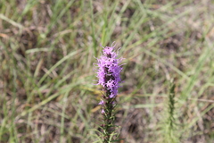 Liatris punctata