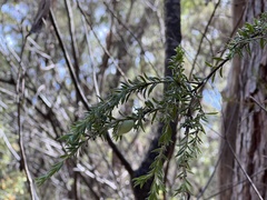 Persoonia hirsuta