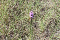 Liatris punctata