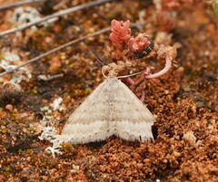 Scopula lydia