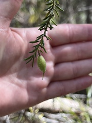 Persoonia hirsuta