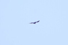 Cathartes aura
