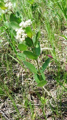 Asclepias ovalifolia