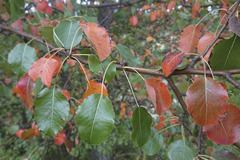Pyrus communis