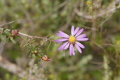 Olearia magniflora