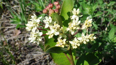 Asclepias ovalifolia