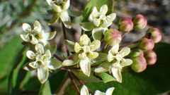 Asclepias ovalifolia
