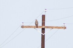 Buteo jamaicensis calurus