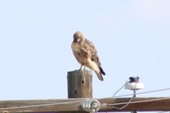 Buteo jamaicensis calurus