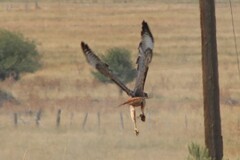 Buteo jamaicensis calurus