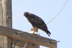 Buteo jamaicensis calurus