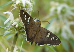 Apyrrothrix araxes