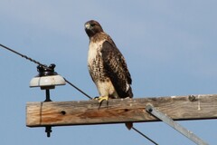 Buteo jamaicensis calurus