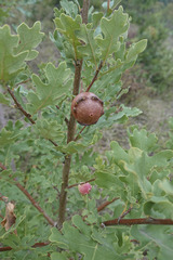 Andricus quercustozae