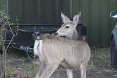 Odocoileus hemionus hemionus