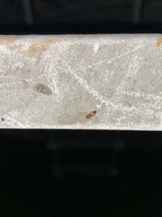 Aeolus mellillus