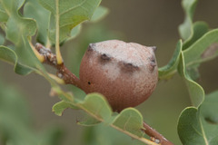 Andricus quercustozae