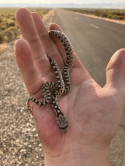 Pituophis catenifer deserticola