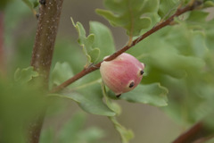 Andricus quercustozae