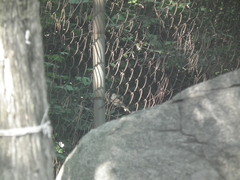 Emberiza