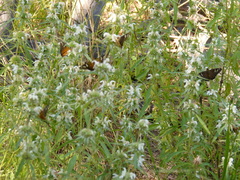 Apyrrothrix araxes