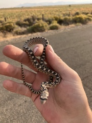 Pituophis catenifer deserticola