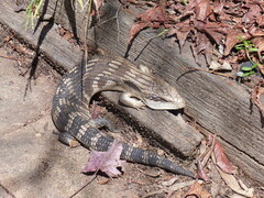 Tiliqua scincoides