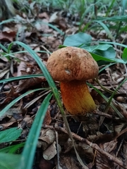 Neoboletus luridiformis