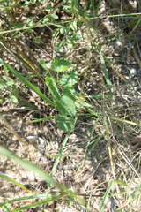 Tragia urticifolia