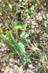 Tragia urticifolia
