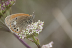 Coenonympha glycerion