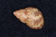 Phasianella solida