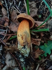 Neoboletus luridiformis