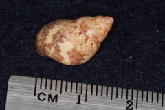 Phasianella solida