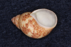 Phasianella solida