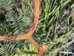 Drosera binata